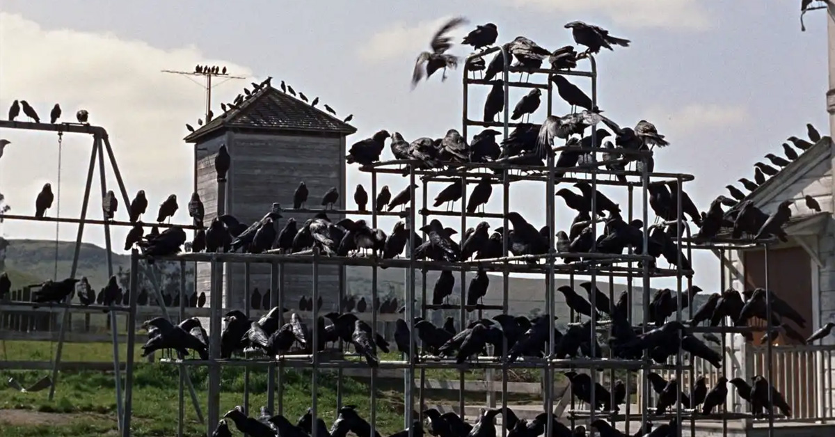 The Birds The Birds